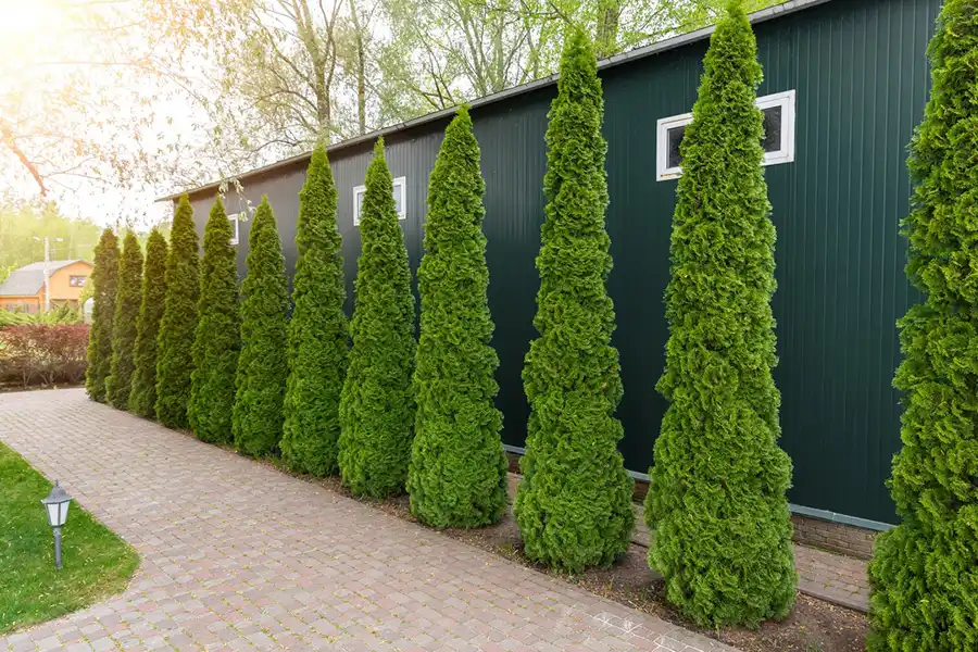 Landscape Installation